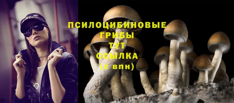 Псилоцибиновые грибы Psilocybine cubensis  цены наркотик  Ставрополь 